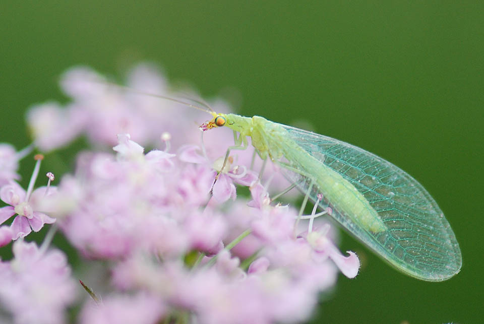 Chrysoperla gr. carnea